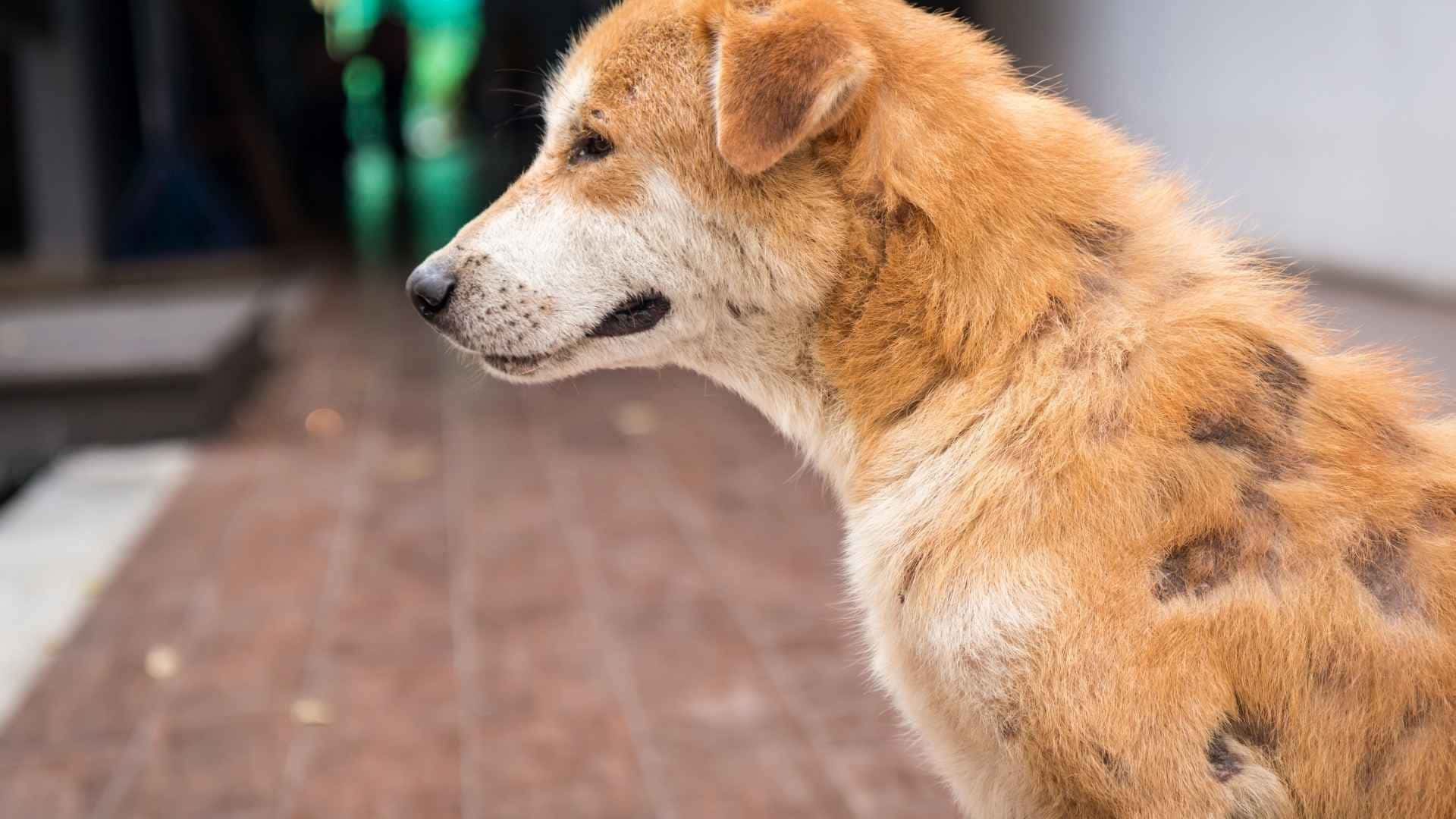 Perro con calvas fotos